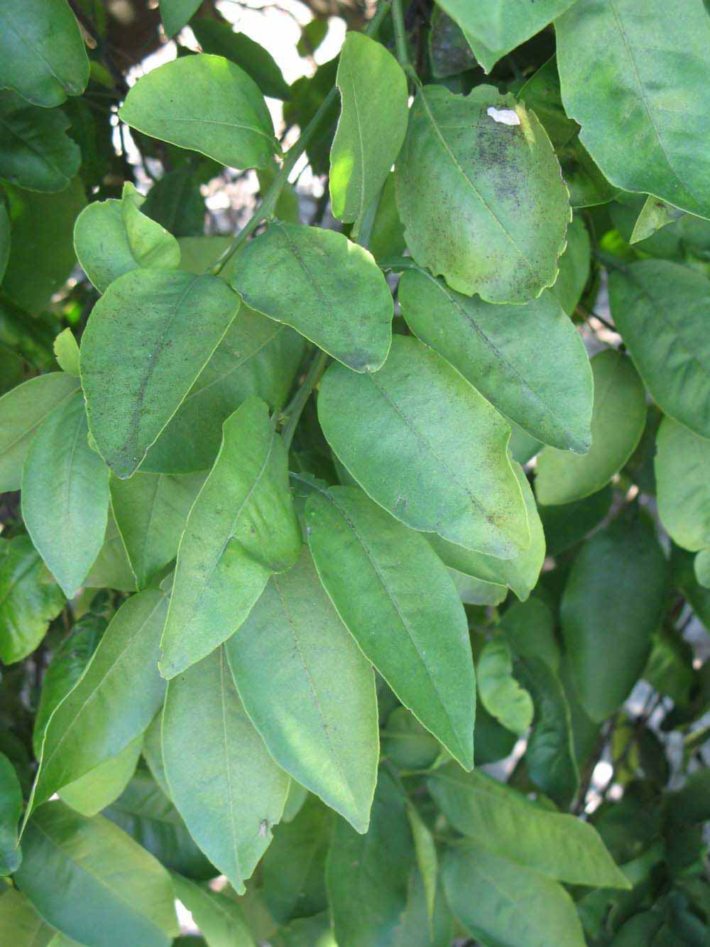              Shade leaves (Winter Haven, FL)       